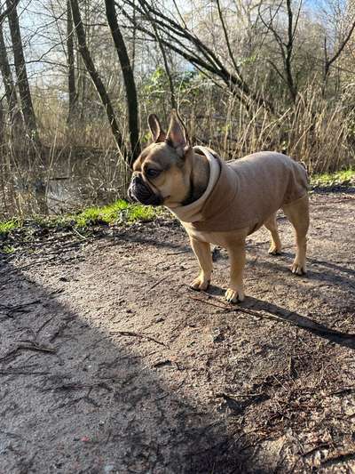 Französische Bulldoggen-Beitrag-Bild