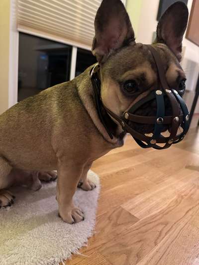 Französische Bulldoggen-Beitrag-Bild