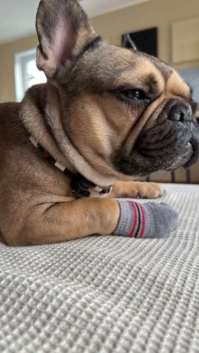 Französische Bulldoggen-Beitrag-Bild