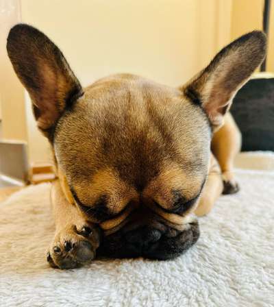 Französische Bulldoggen-Beitrag-Bild