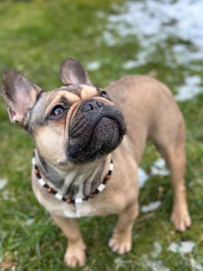 Französische Bulldoggen-Beitrag-Bild