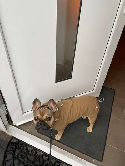 Französische Bulldoggen-Beitrag-Bild