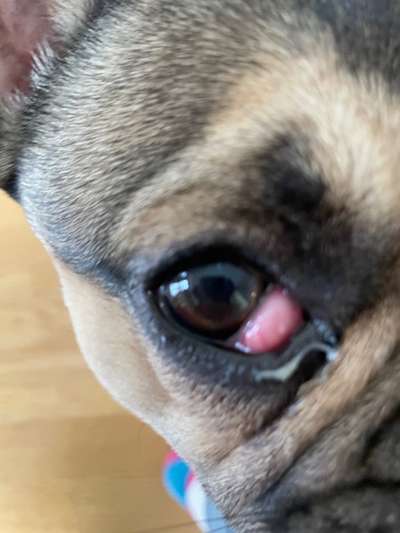 Französische Bulldoggen-Beitrag-Bild