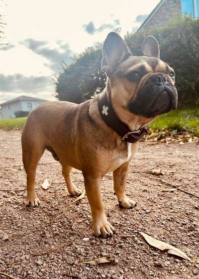 Französische Bulldoggen-Beitrag-Bild