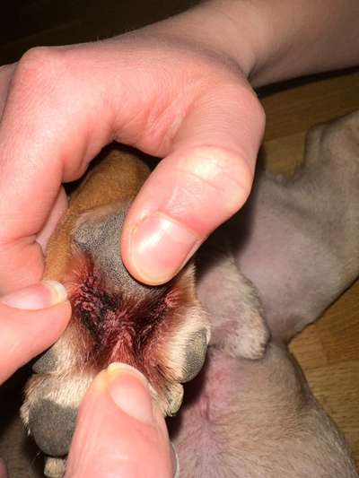 Französische Bulldoggen-Beitrag-Bild