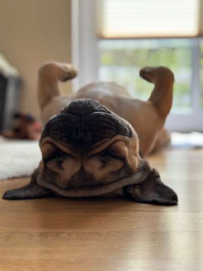 Französische Bulldoggen-Beitrag-Bild