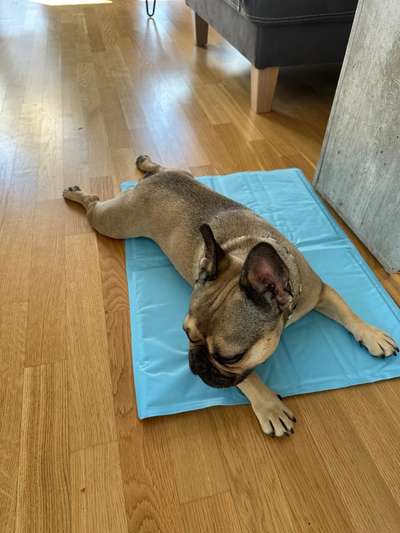 Französische Bulldoggen-Beitrag-Bild