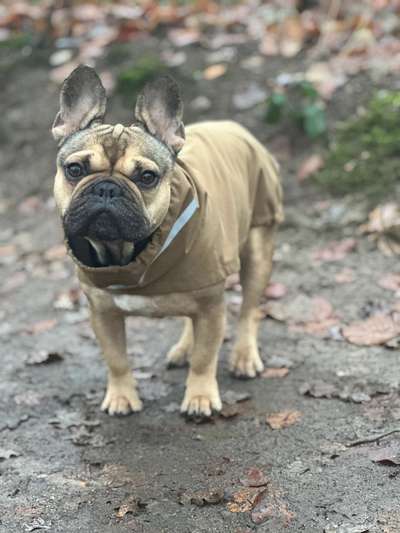 Französische Bulldoggen-Beitrag-Bild