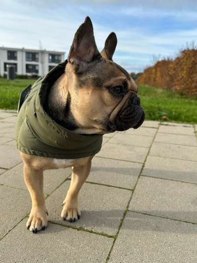 Hundekleidung - Top oder Flop-Beitrag-Bild