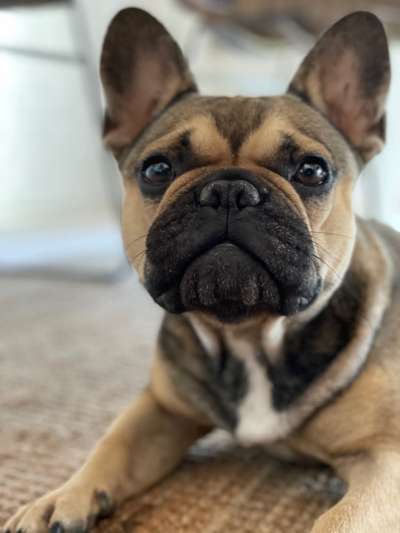 Französische Bulldoggen-Beitrag-Bild