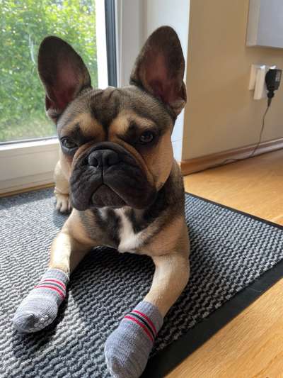 Französische Bulldoggen-Beitrag-Bild