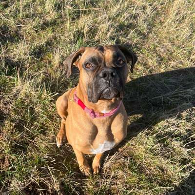 Hundetreffen-Hundetreffen-Bild
