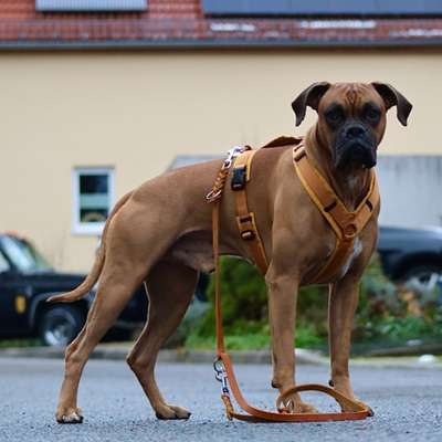 Hundetreffen-Hundetreffen-Bild