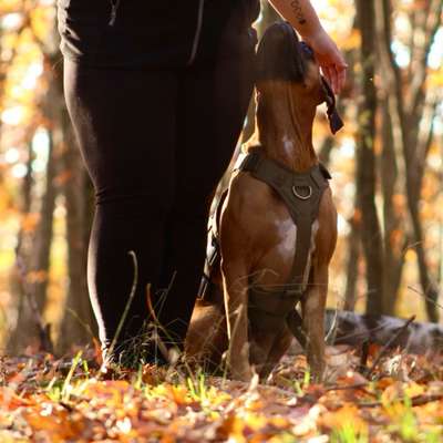 Hundetreffen-Hundetreffen-Bild