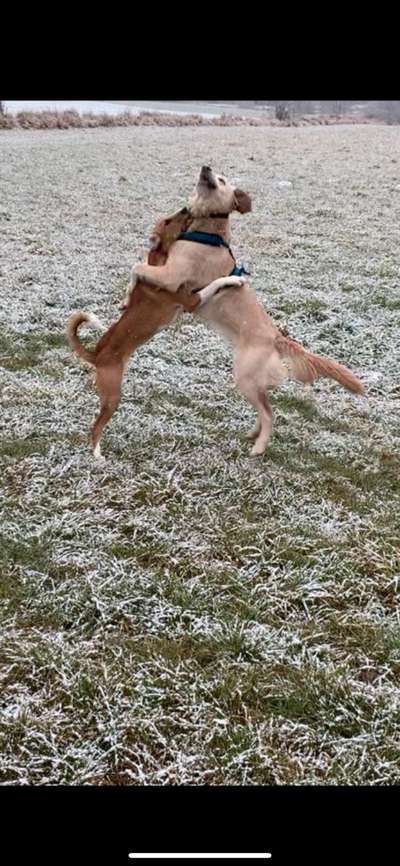 Dogorama Photo Challenge - Gegensätze-Beitrag-Bild