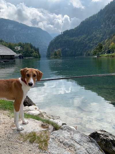 Dogorama Photo Challenge - schönster Gassiausblick-Beitrag-Bild