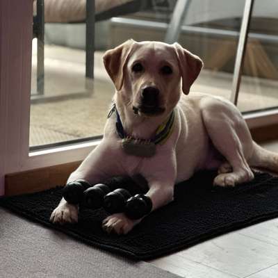 Hundetreffen-Hundefreunde in Einsteinsgröße und Gewicht ca 25 - 30kg-Bild