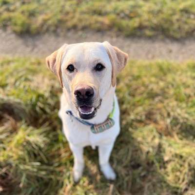 Hundetreffen-Hundebegrüßungen üben-Bild