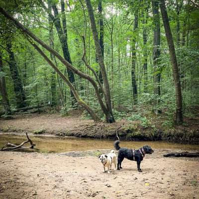 Hundetreffen-Aktive-Senioren-Treff Prießnitzgrund-Bild