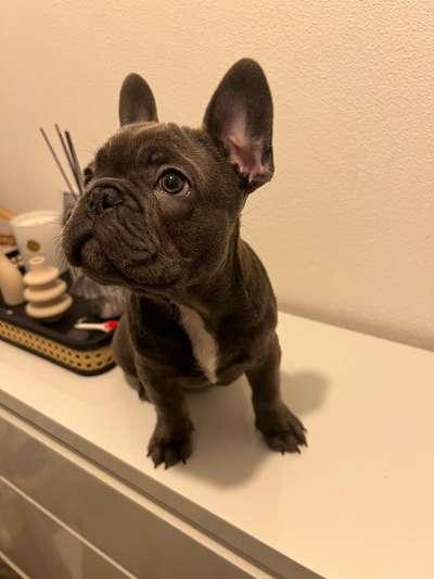 Hundetreffen-Suche für meinen fast 5 Monate alten Welpen einen Spielkameraden ✌🏼-Bild