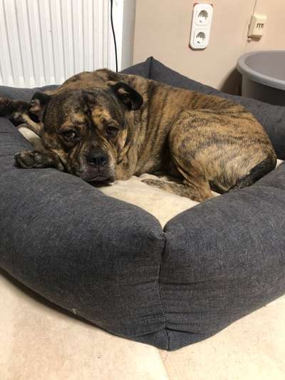 Olde English Bulldogge-Beitrag-Bild