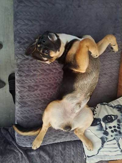 Labradorfans-Beitrag-Bild