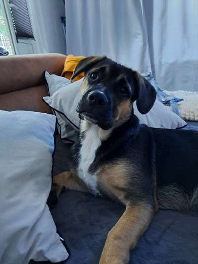 Labradorfans-Beitrag-Bild