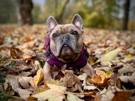 Hundetreffen-Spielrunde Kleinere Hunde-Bild