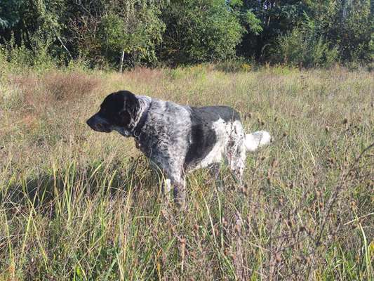 Hundeauslaufgebiet-Schöne Wiese-Bild