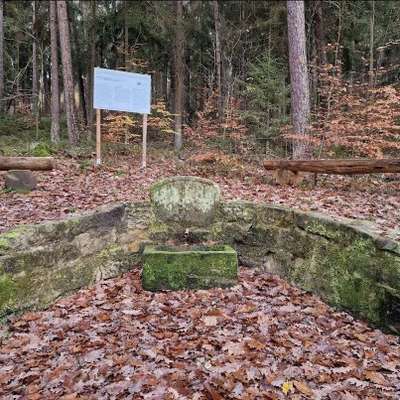 Hundetreffen-Gassirunde mit Sozialtraining-Bild