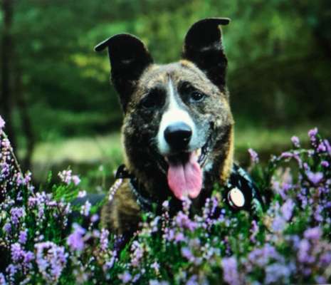 Wie heißt dein Hund?-Beitrag-Bild