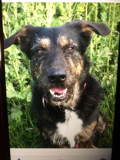 Wie heißt dein Hund?-Beitrag-Bild