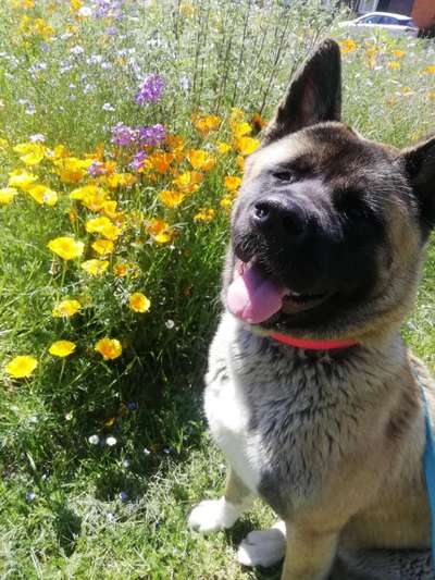 Die Dogorama Monats Challenge "Es grünt und blüht"-Beitrag-Bild