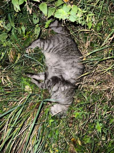 Giftköder-Tote Katze! Überfahren-Bild