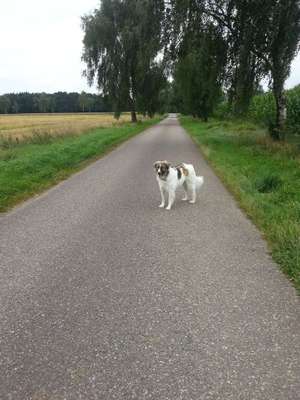 Dein Hund im Dogorama-Kalender 2021-Beitrag-Bild