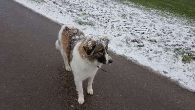 Dein Hund im Dogorama-Kalender 2021-Beitrag-Bild