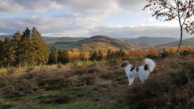 Dein Hund im Dogorama-Kalender 2021-Beitrag-Bild