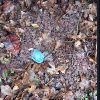 Giftköder-Giftköder-Bild