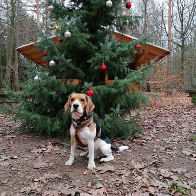 Hundetreffen-Gassirunden / hundekumpels-Bild