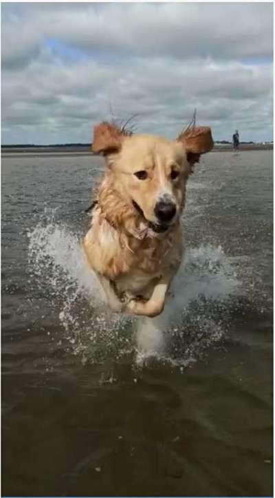 Challenge 41 - Mein Hund im Urlaub-Beitrag-Bild