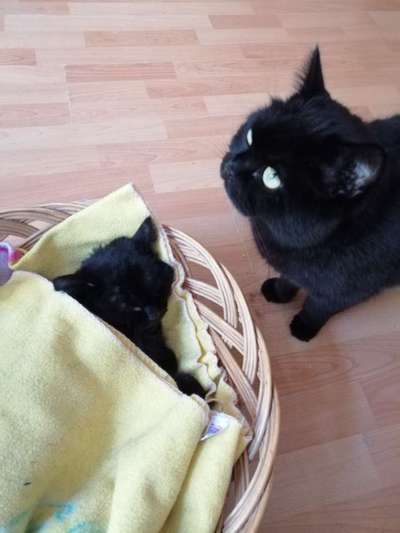 Unsere Fellnasen im Regenbogenland-Beitrag-Bild