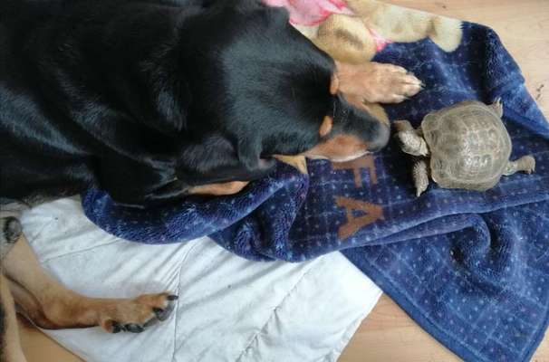 Unsere Fellnasen im Regenbogenland-Beitrag-Bild