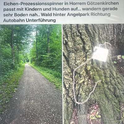 Giftköder-Eichen-Prozessionsspinner in Horrem-Bild