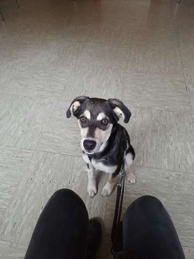 Mischlingshunde Foto Aufruf-Beitrag-Bild