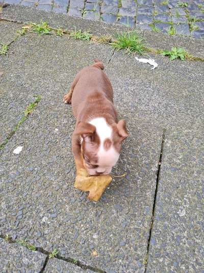 Hundetreffen-Welpen treffen-Bild