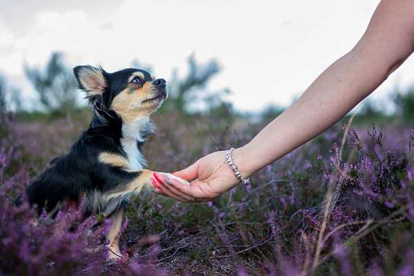 Wo sind die Chihuahua Besitzer ?-Beitrag-Bild