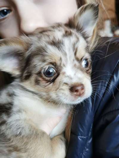 Wo sind die Chihuahua Besitzer ?-Beitrag-Bild