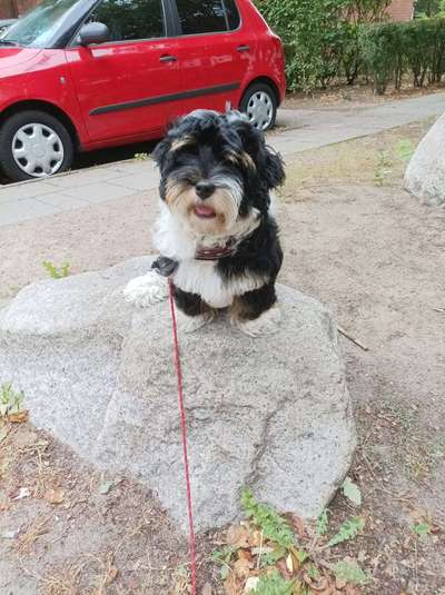 Dogorama Photo Challenge - Portrait-Beitrag-Bild