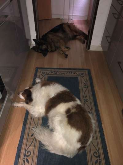 Plötzlich verstorbener Hund-Beitrag-Bild