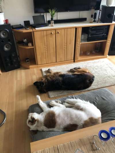 Unsere Fellnasen im Regenbogenland-Beitrag-Bild